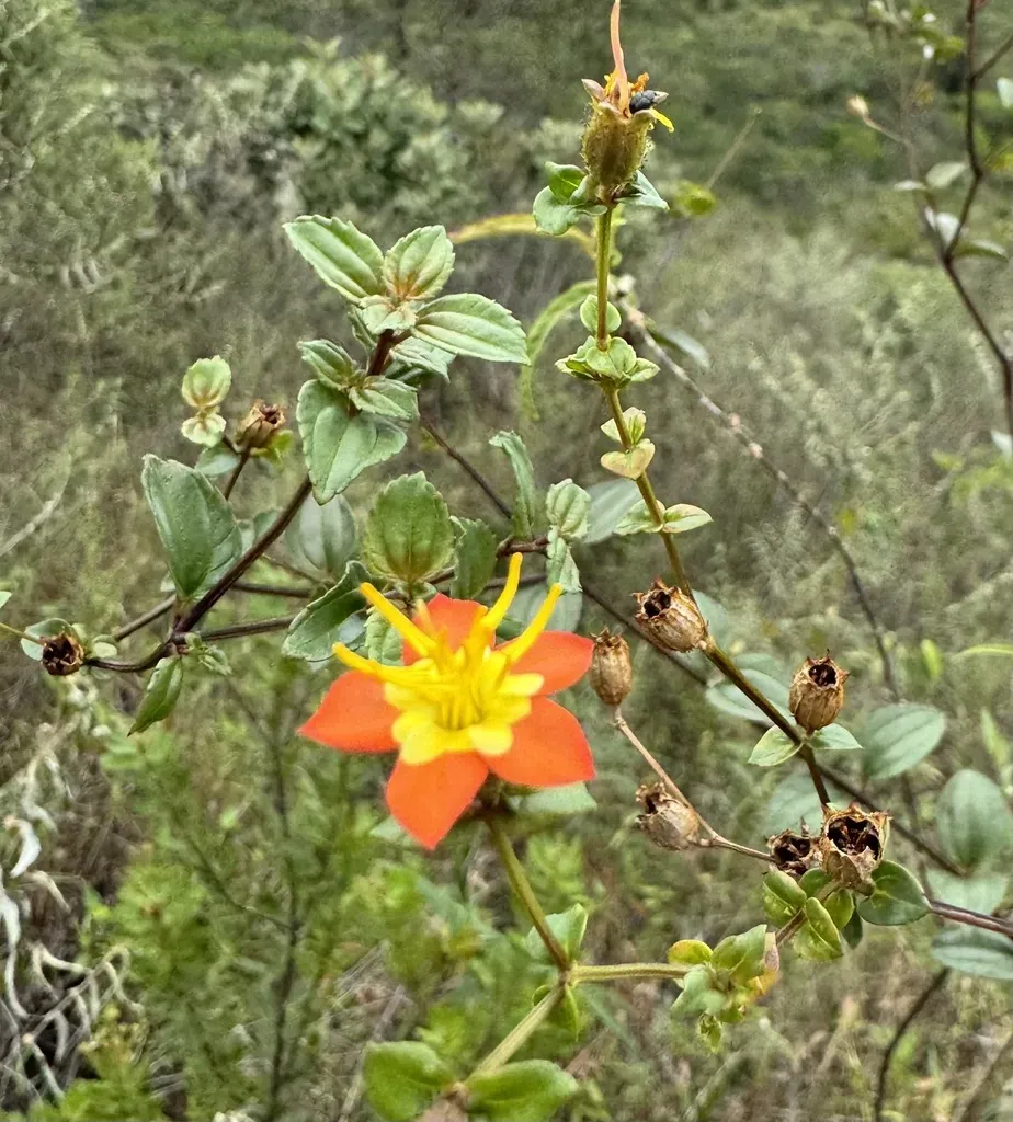 Cambessedesia Harleyi