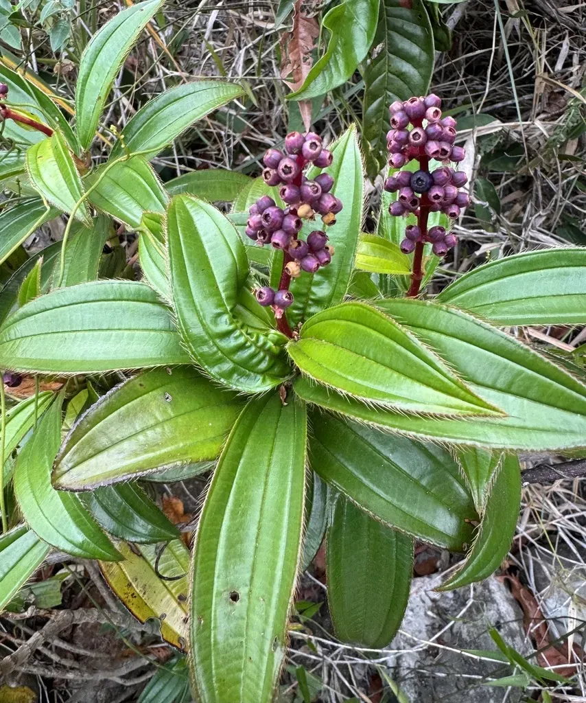 Miconia