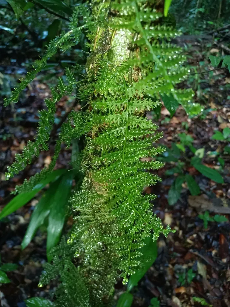 Trichomanes Pedicellatum