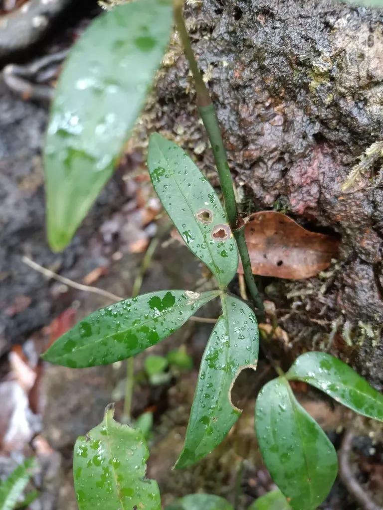 Philodendron Hylaeae