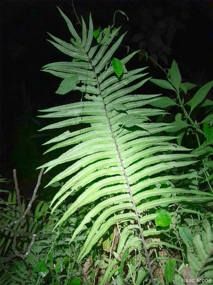 Amblovenatum Terminans