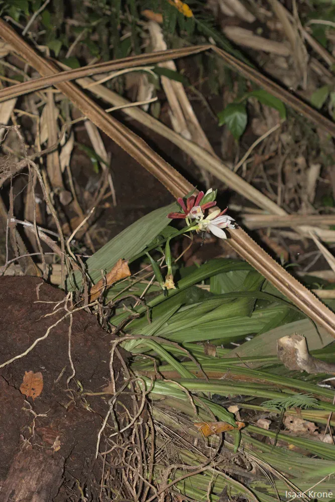 Phaius Cooperi