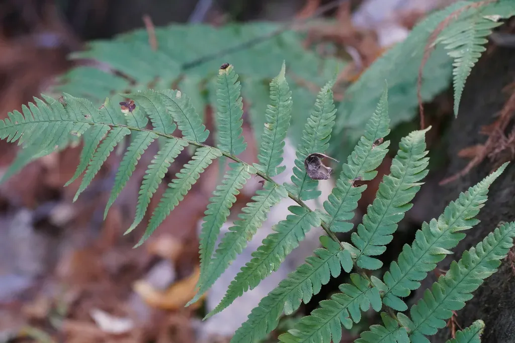 Dryopteris Uniformis