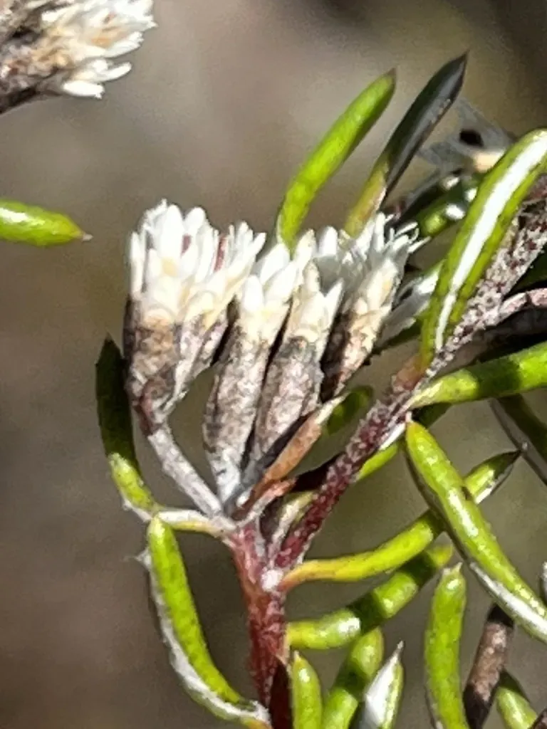 Metalasia Tenuifolia