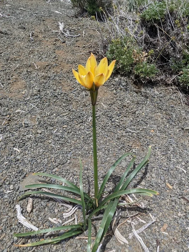Zephyranthes Araucana