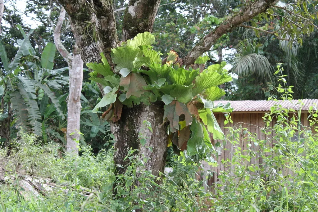Angola Staghorn Fern