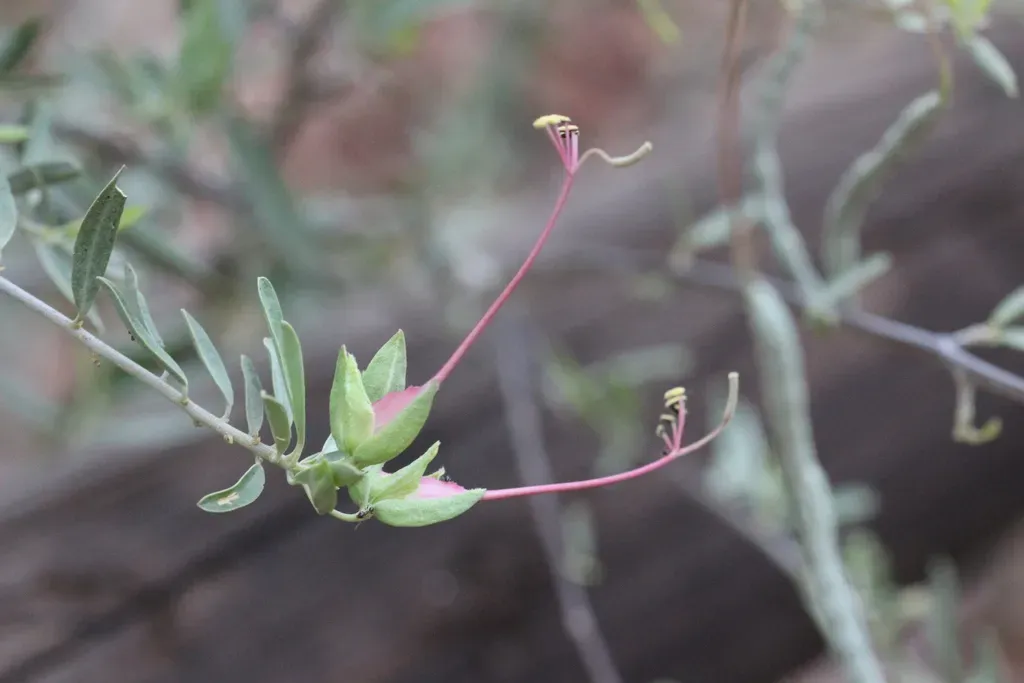 Grey-leaved Worm Bush