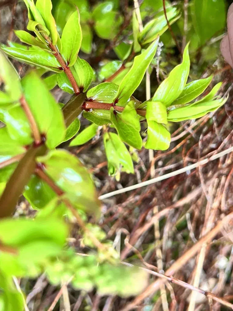 Coriaria Pteridoides