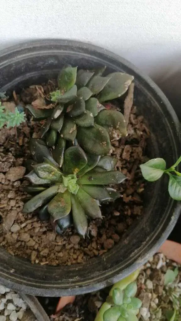 Echeveria Affinis