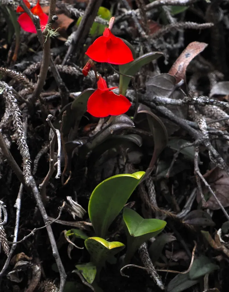 Masdevallia Racemosa