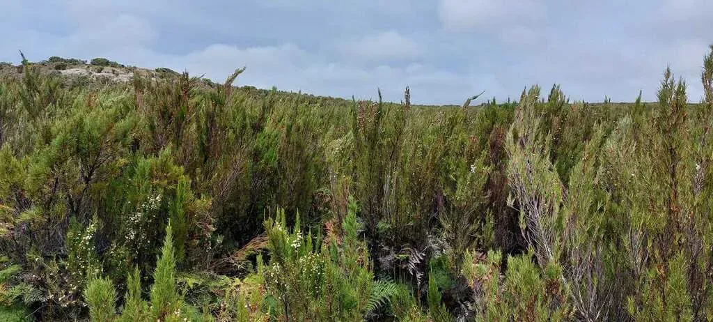 Dracophyllum Scoparium