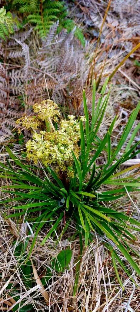 Chatham Island Speargrass