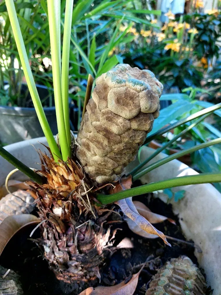 Zamia Neurophyllidia