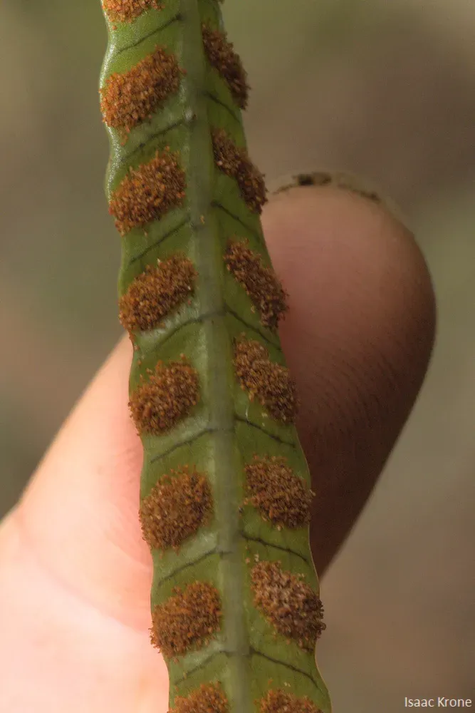 Selliguea Lauterbachii