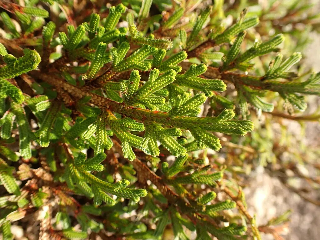 Selaginella Convoluta