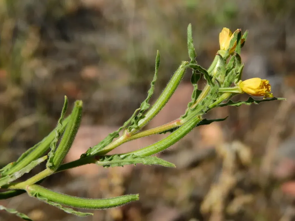Oenothera Mendocinensis