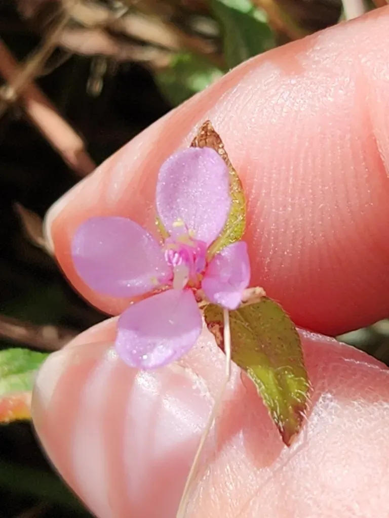 Schwackaea Cupheoides