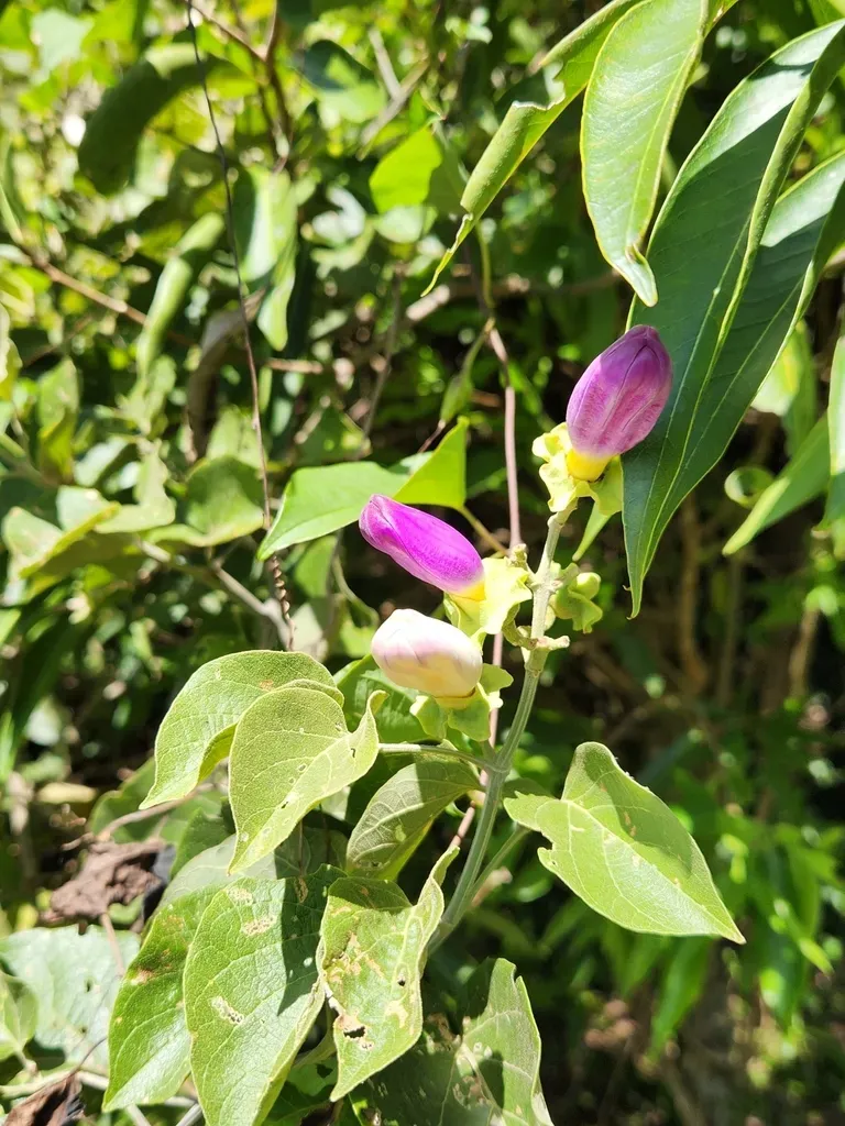 Amphilophium Paniculatum