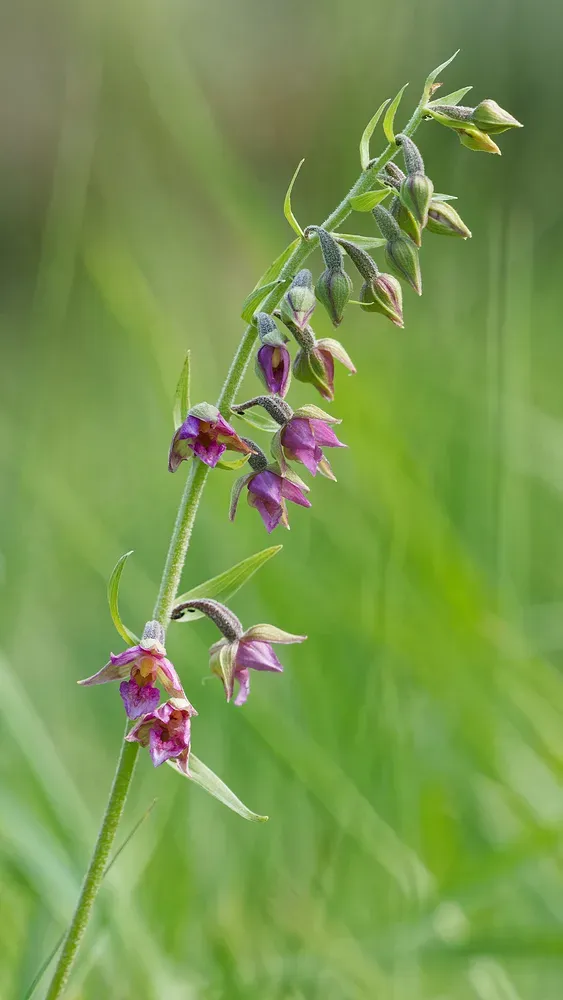 Epipactis × Pupplingensis