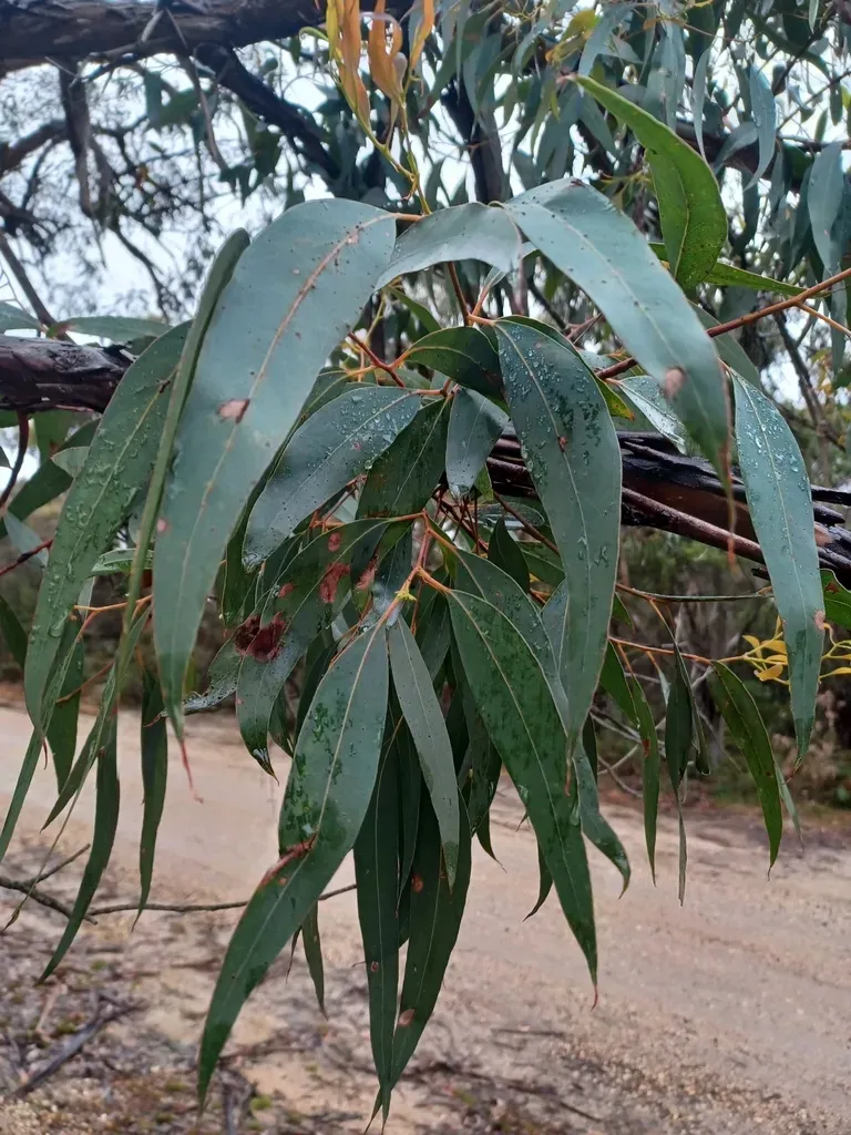 Eucalyptus Aromaphloia