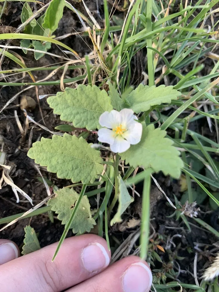 Krapovickasia Flavescens