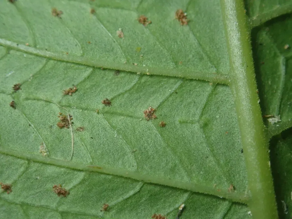 Abacopteris Gymnopteridifrons