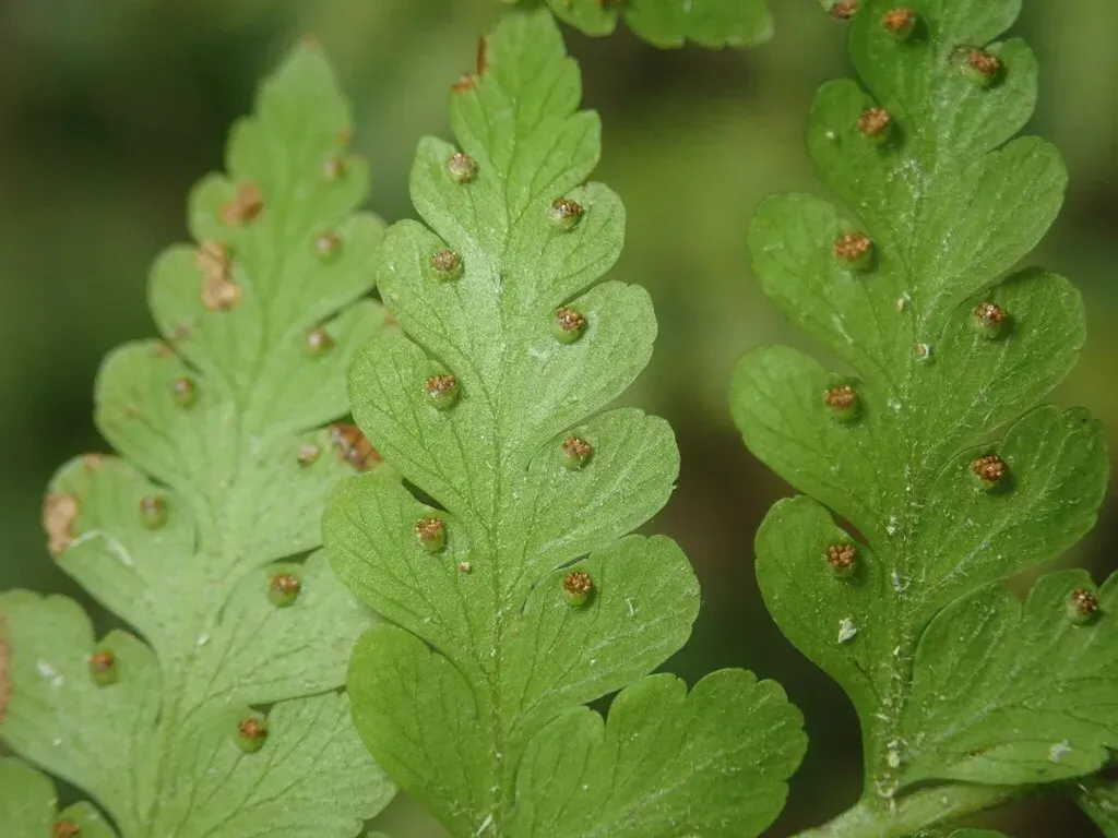 Microlepia Nepalensis