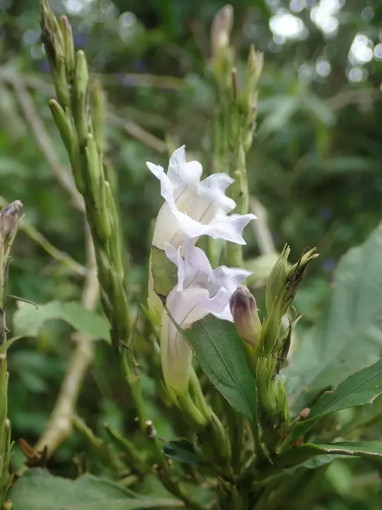 Strobilanthes Longespicatus