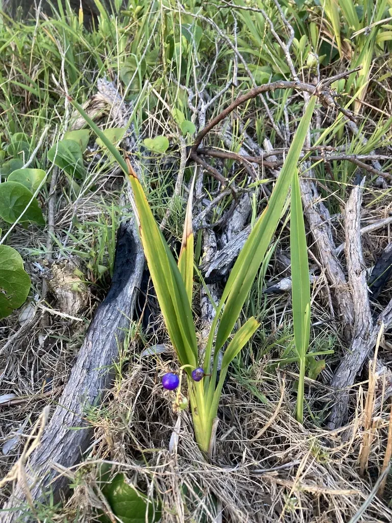 Beach Flax Lily