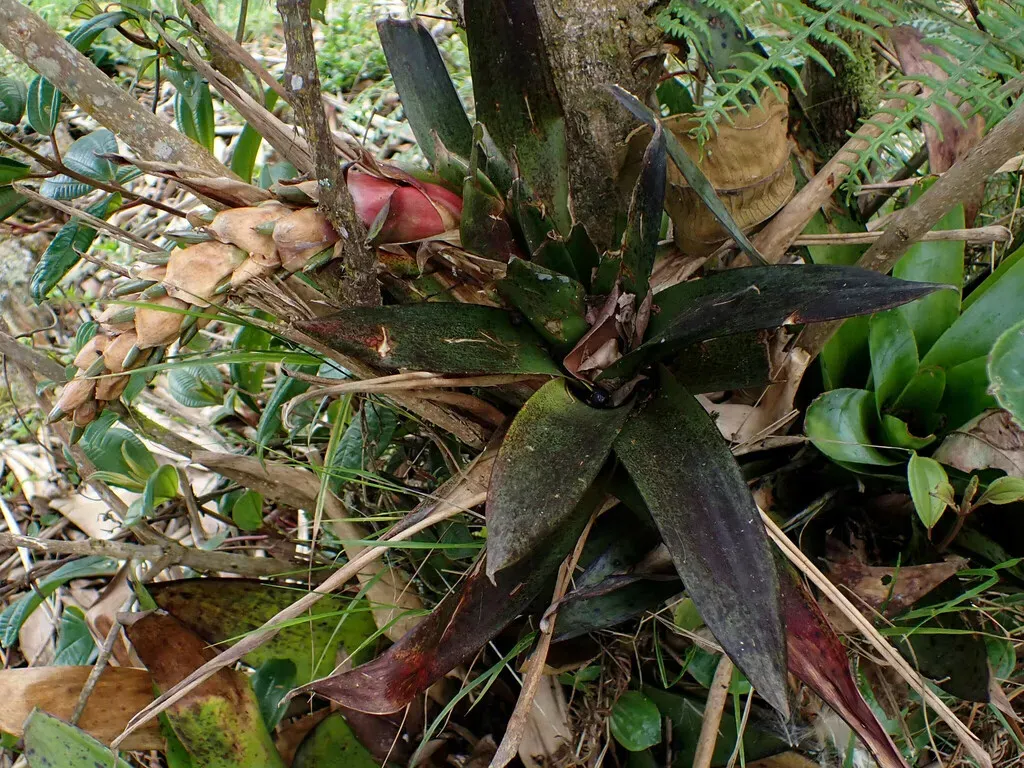 Tillandsia Stipitata