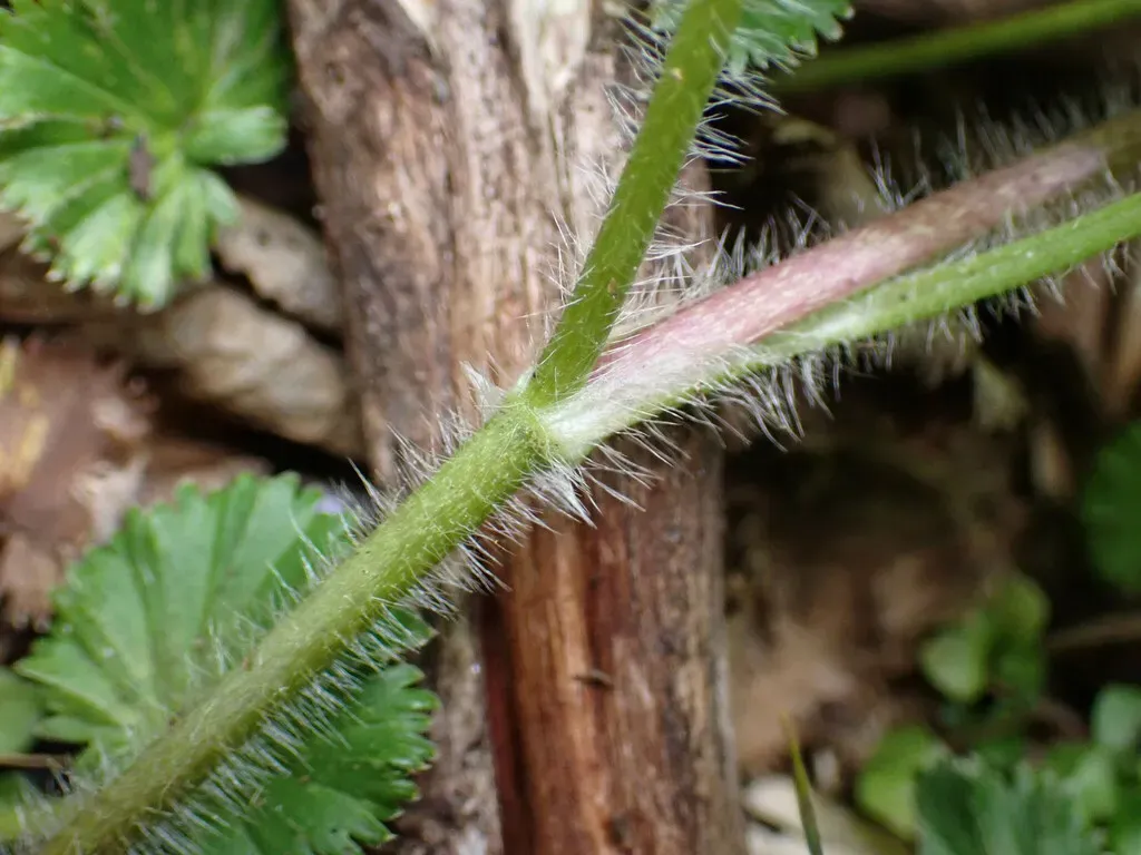 Ranunculus Geranioides