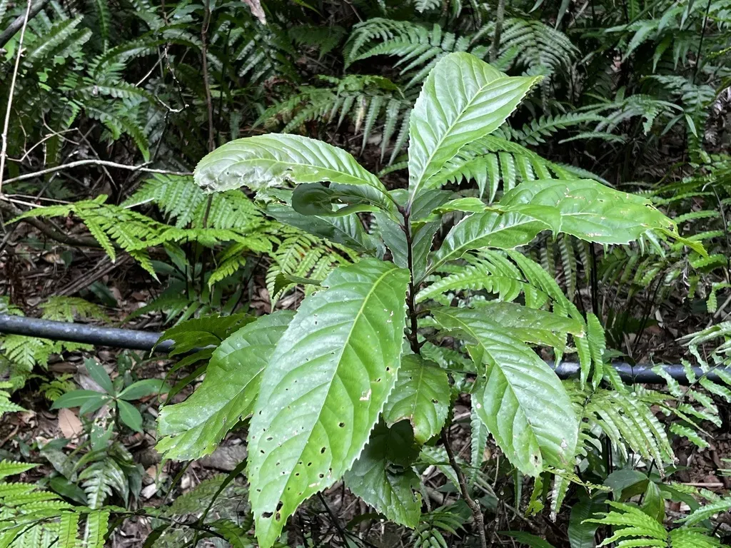 Taiwan Mountain Longan