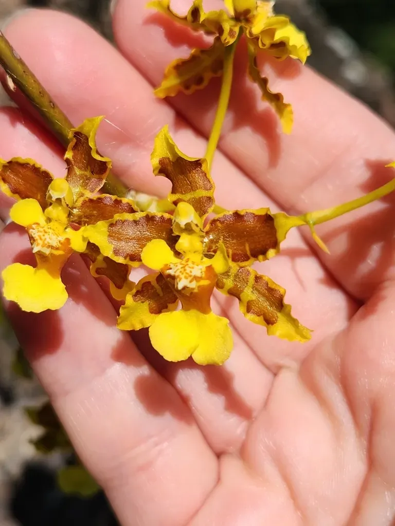 Tight Ear Oncidium