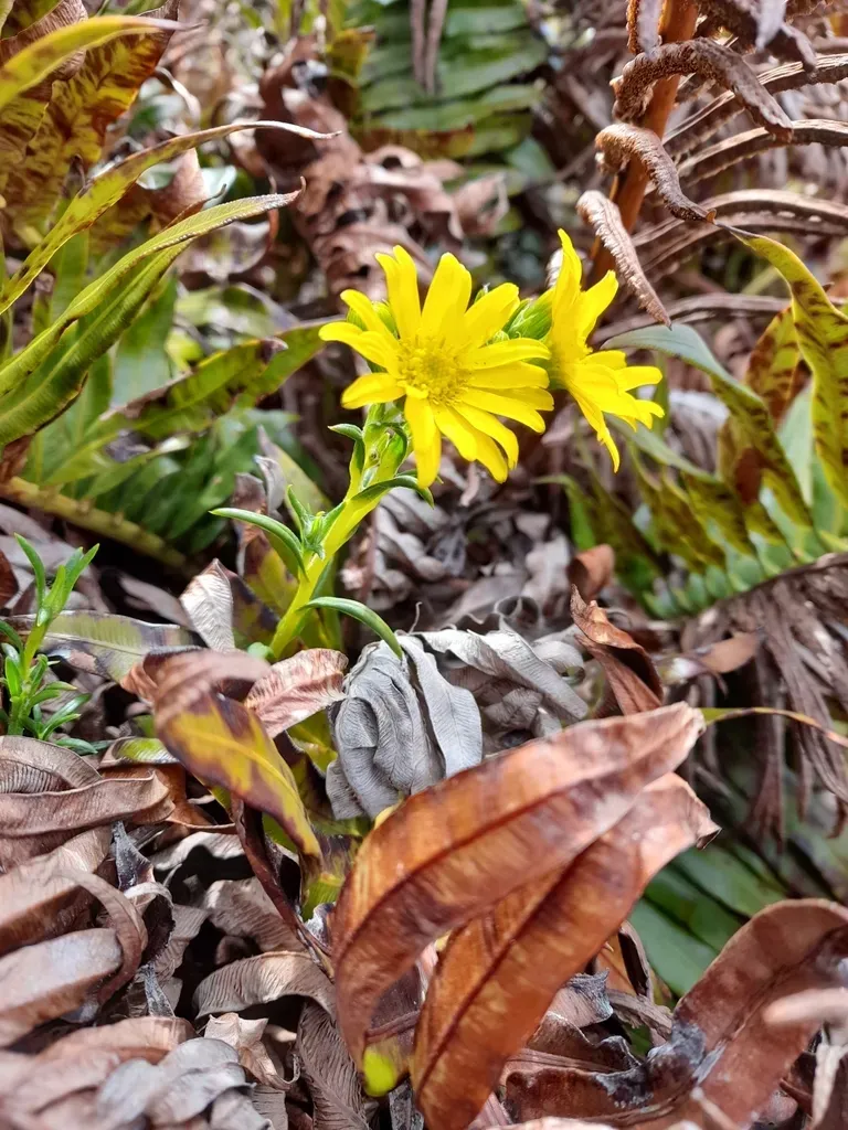 Falklands Smooth-daisy