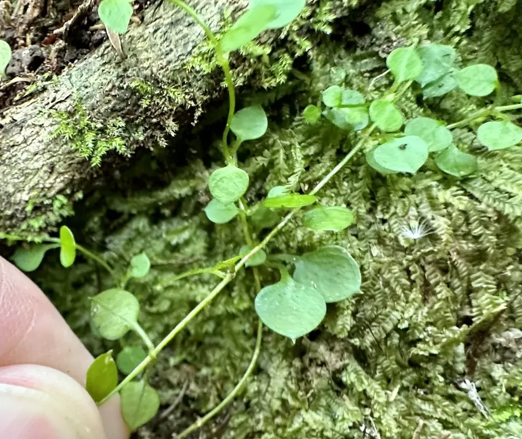 New Zealand Chickweed