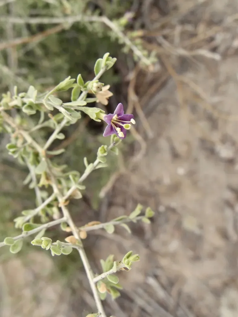 Parish's Desert-thorn