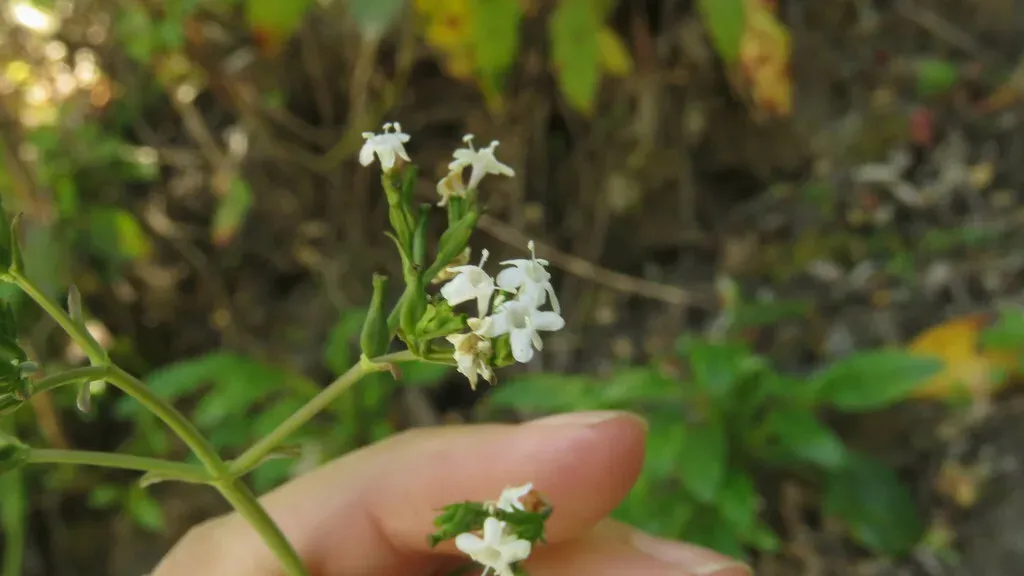 Valeriana Laxiflora