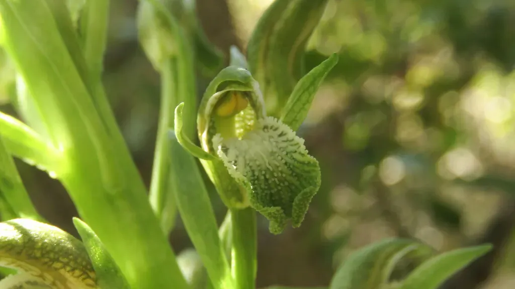 Chloraea Cylindrostachya