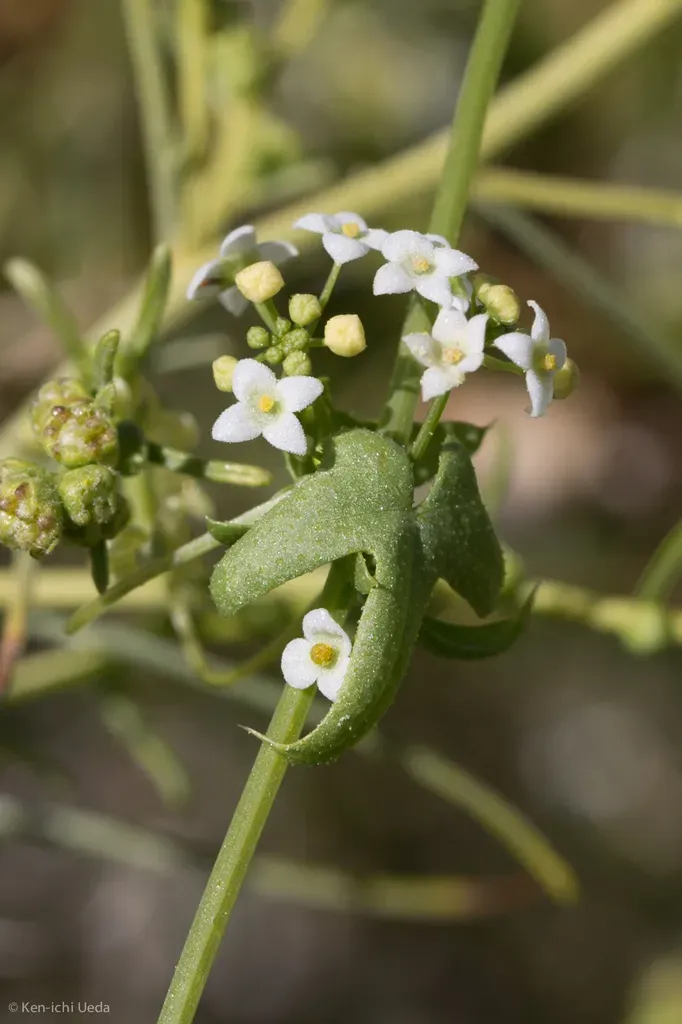 Desert Starvine