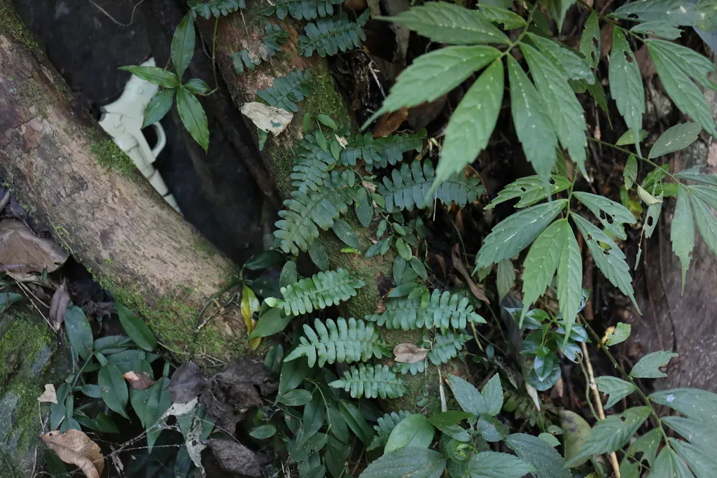 Lesser Creeping Fern