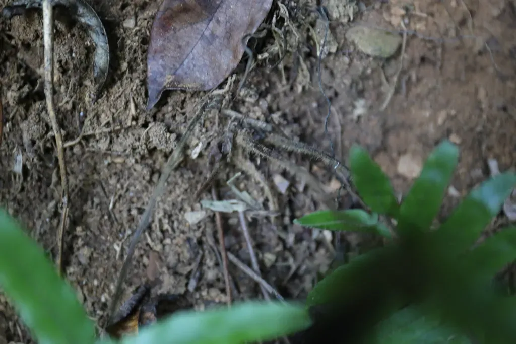 Microlepia Hookeriana