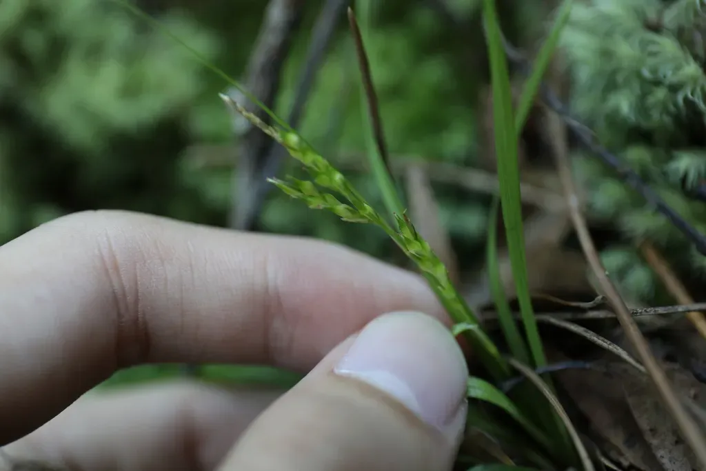 Carex Rhynchachaenium