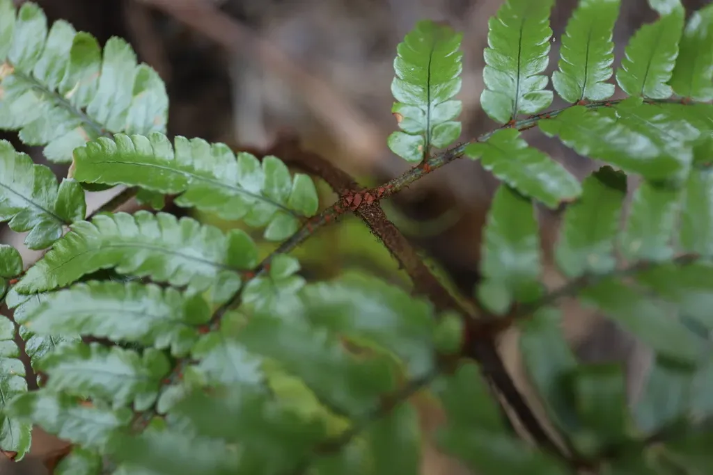 Wood Fern