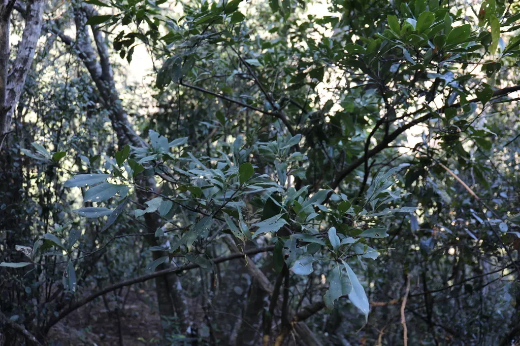 Helicia Rengetiensis