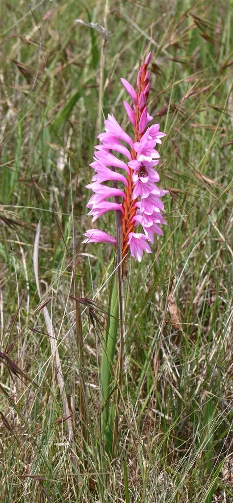 Lonesome Watsonia