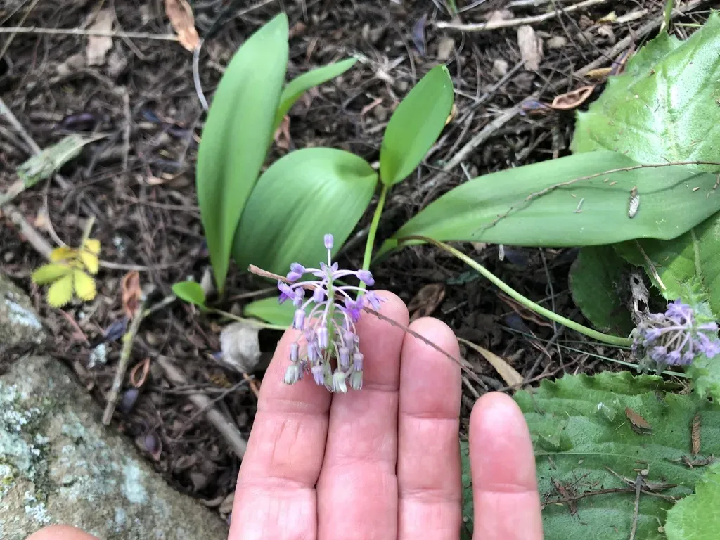 Fairy African Hyacinth