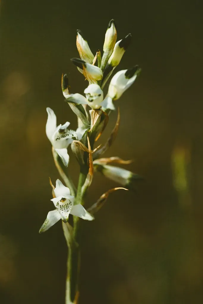 Chloraea Multiflora