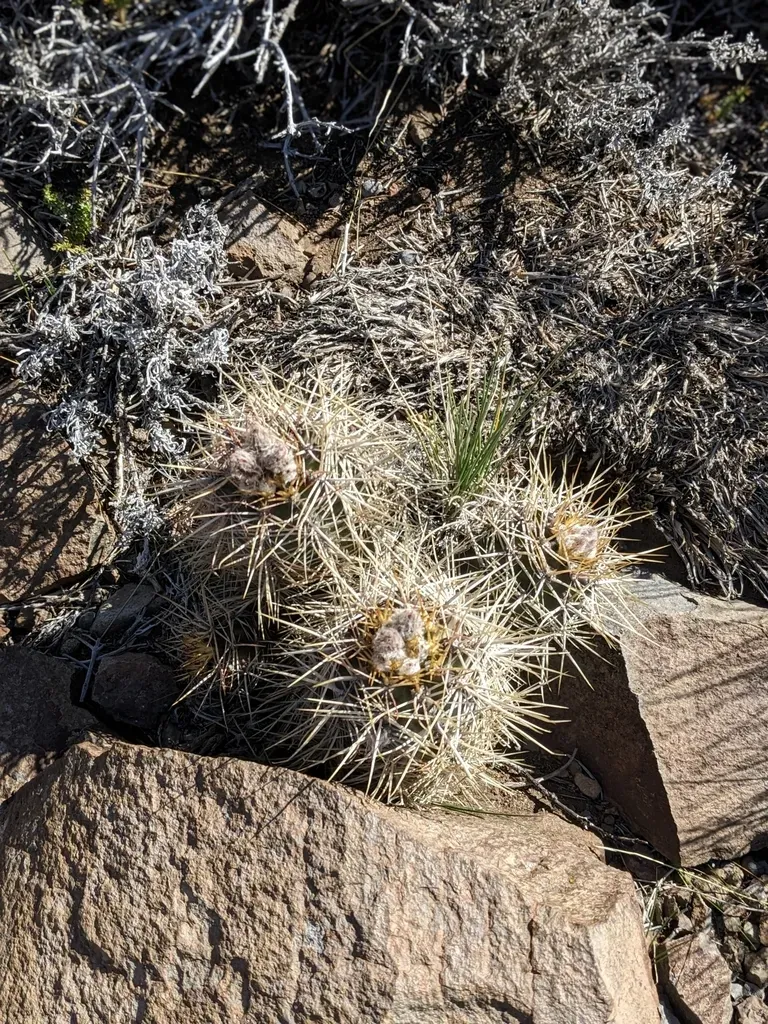 Austrocactus Longicarpus