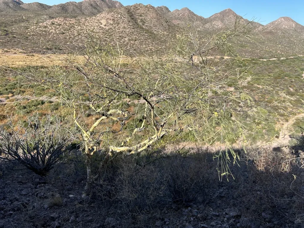 Willard's Acacia