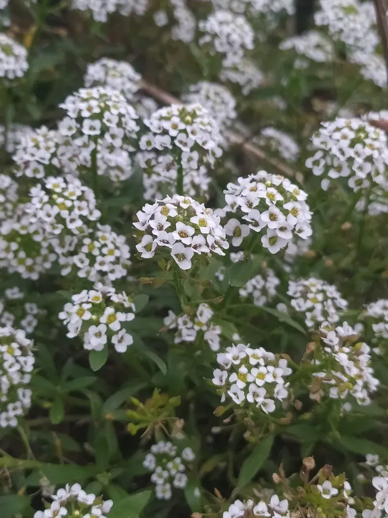 Sweet Alyssum